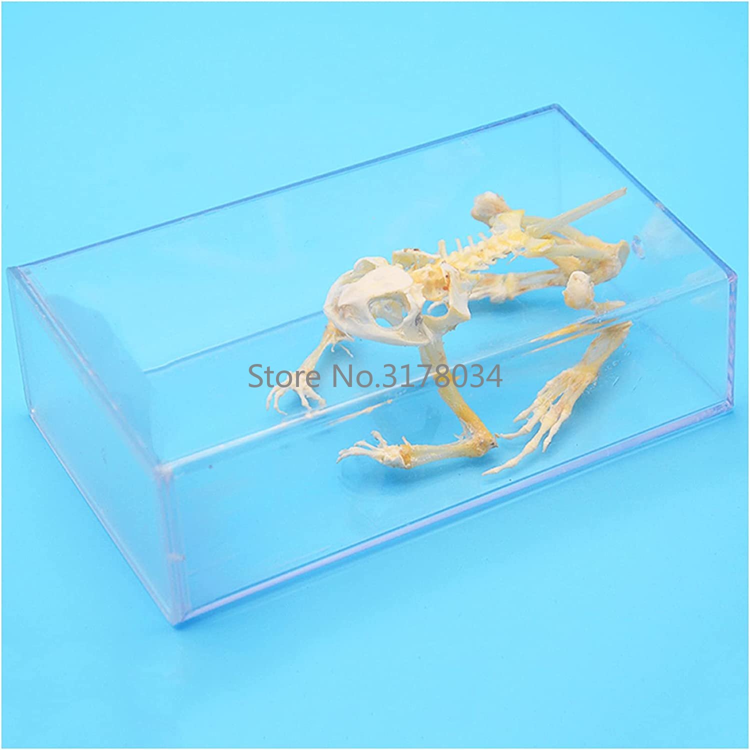 Art And Craft Science - Animal Skeleton Model Frog Bone Specimen