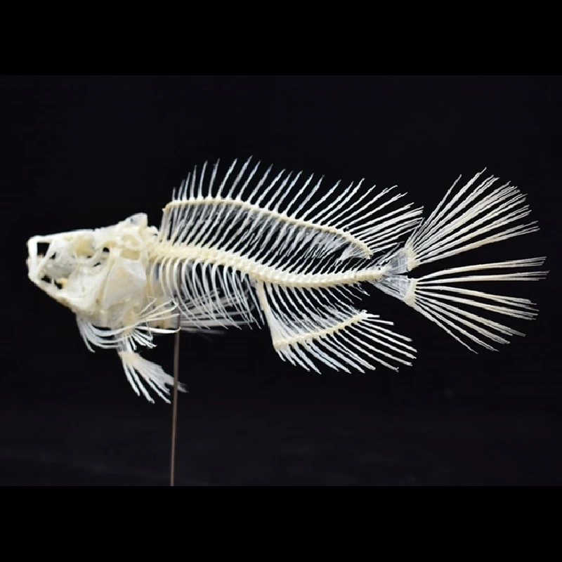 Art And Craft Science - 2043 Boutique Grouper Fish Skeleton Model