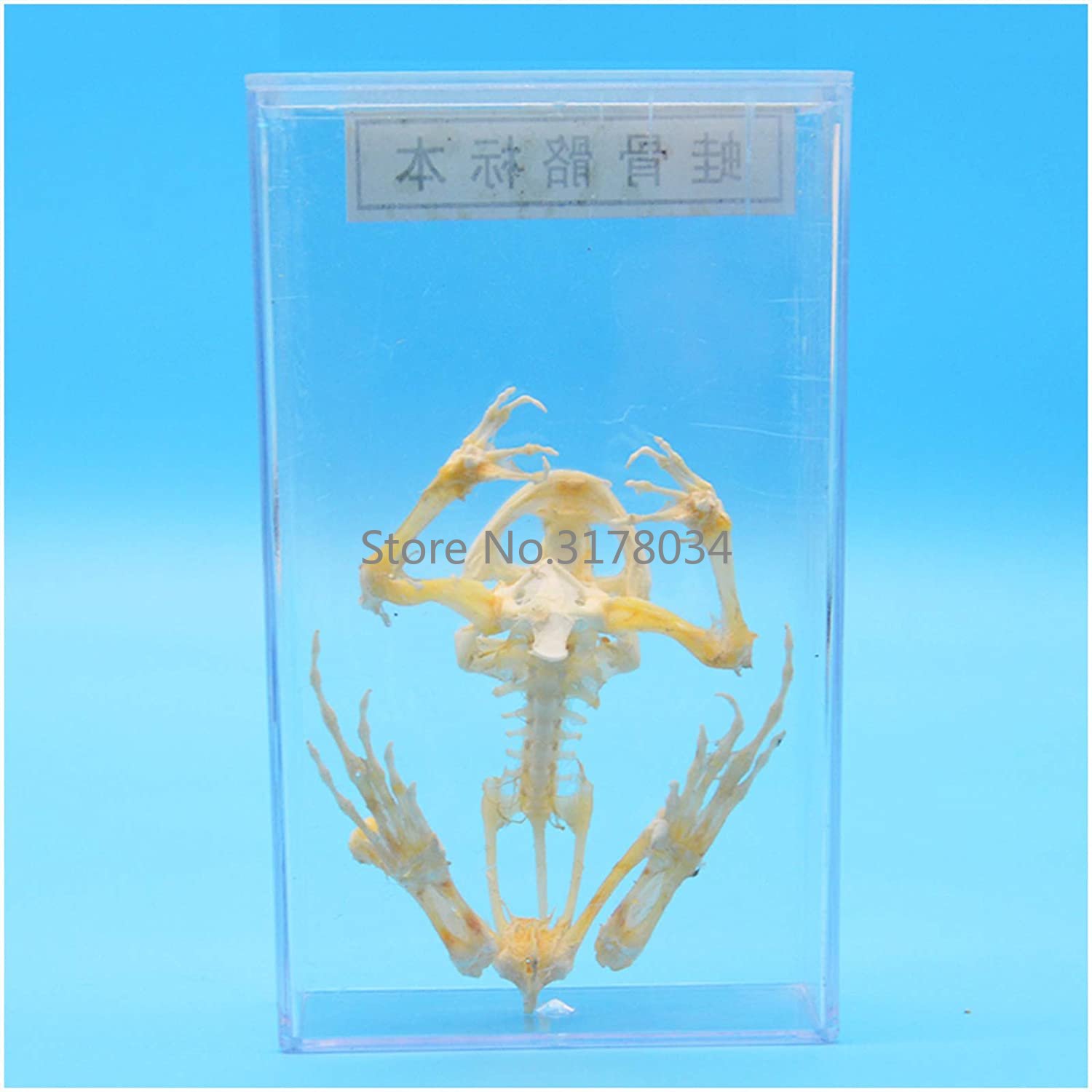 Animal Skeleton Model Frog Bon - đánh giá và giá Art And Craft Science