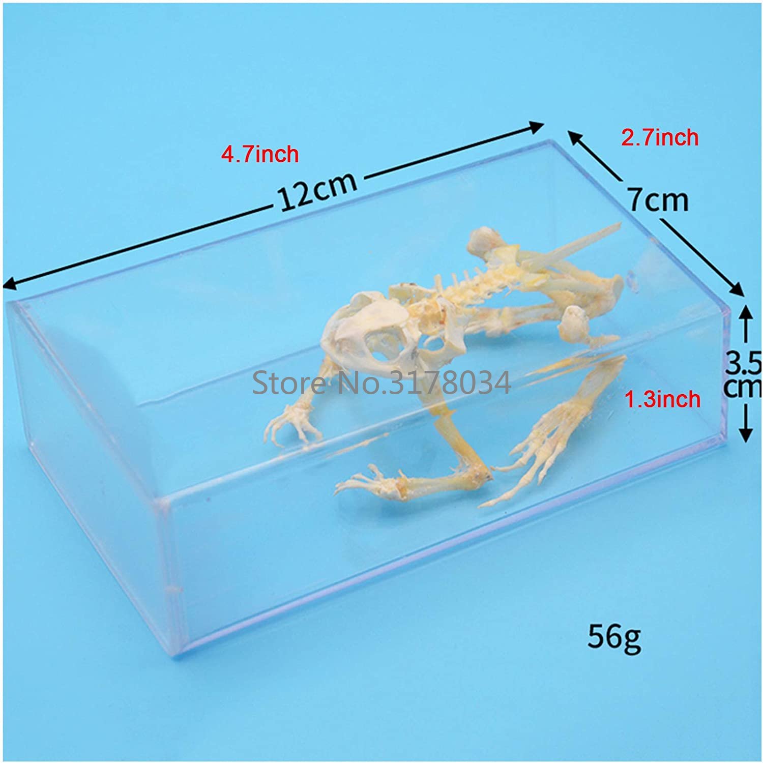 Animal Skeleton Model Frog Bon - đánh giá và giá Art And Craft Science