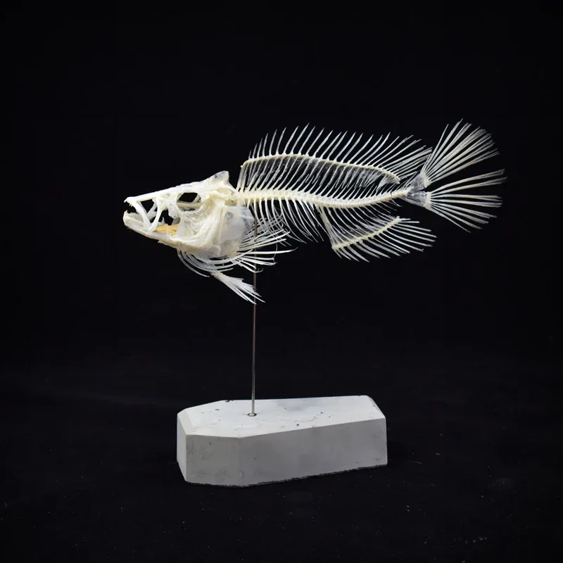 2043 Boutique Grouper Fish Ske - đánh giá và giá Art And Craft Science