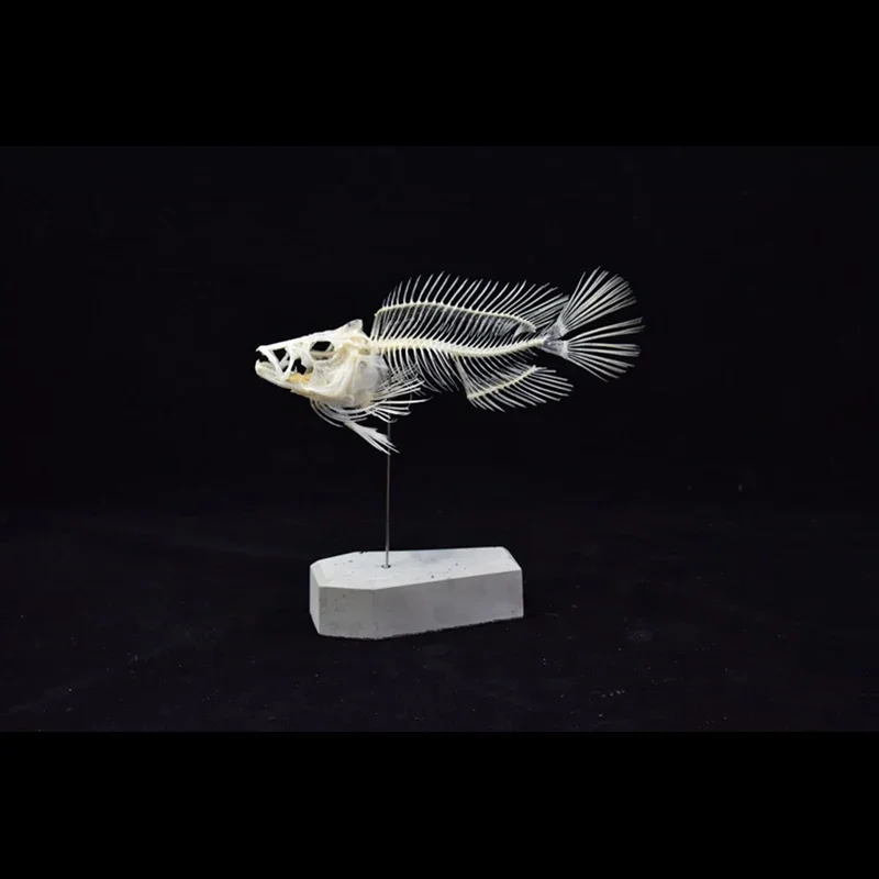 2043 Boutique Grouper Fish Ske - đánh giá và giá Art And Craft Science