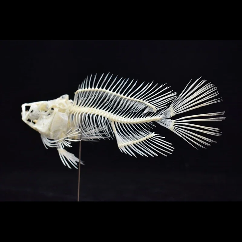 2043 Boutique Grouper Fish Ske - đánh giá và giá Art And Craft Science