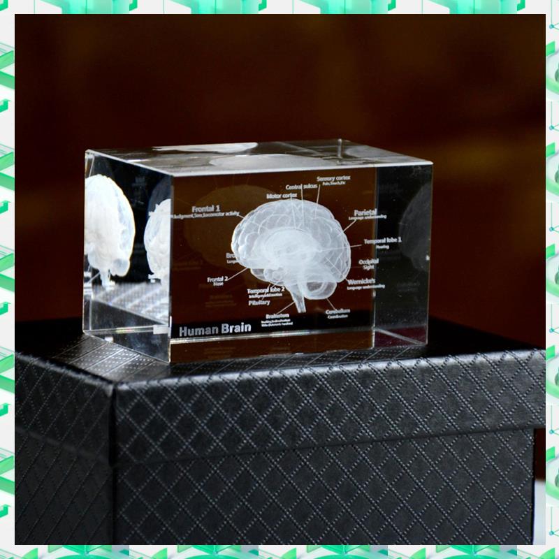 FIZP Crystal 3D Brain Anatomic - đánh giá và giá Art And Craft Science