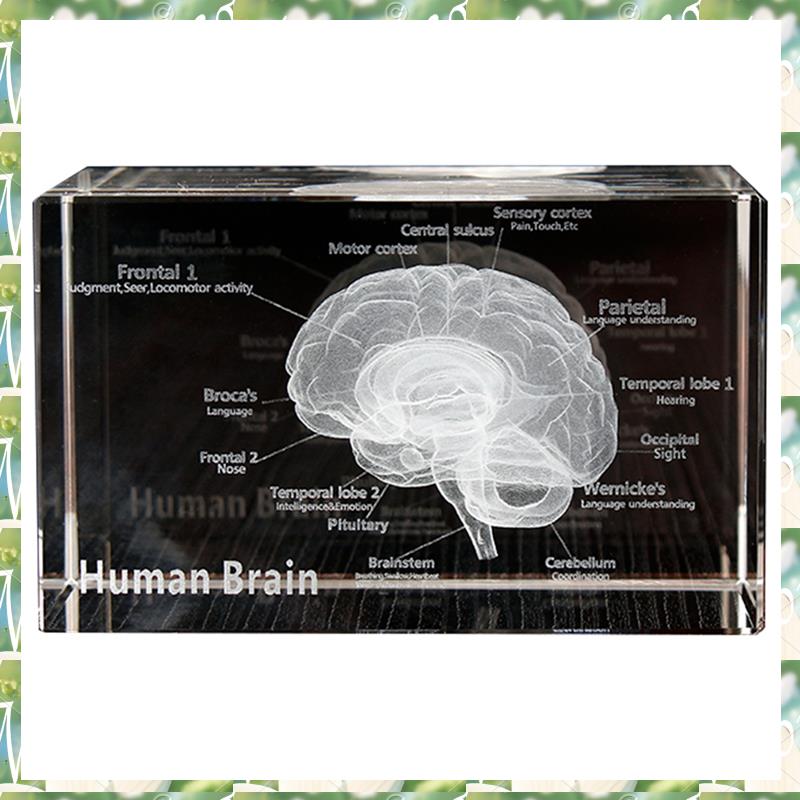 FIZP Crystal 3D Brain Anatomic - đánh giá và giá Art And Craft Science