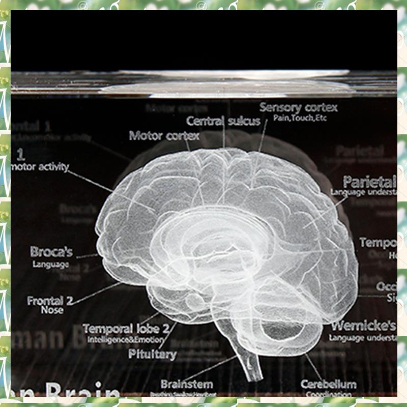 FIZP Crystal 3D Brain Anatomic - đánh giá và giá Art And Craft Science