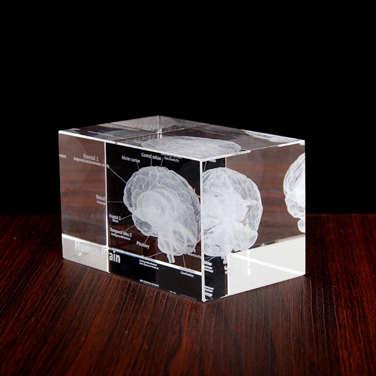 Crystal 3D Brain Anatomical Mo - đánh giá và giá Art And Craft Science