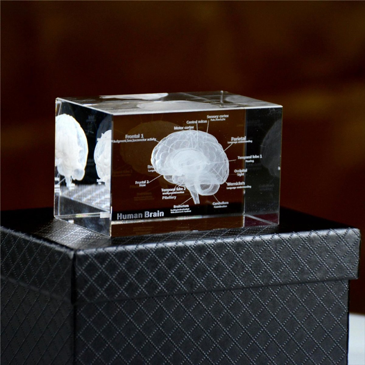 Crystal 3D Brain Anatomical Mo - đánh giá và giá Art And Craft Science