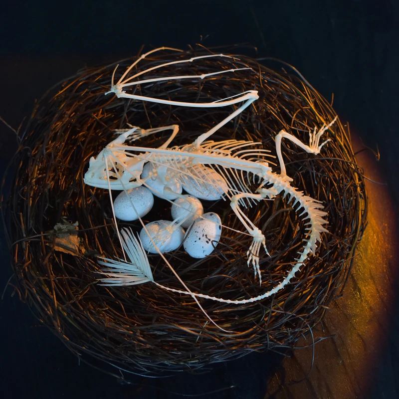 2125 Toothless Dragon Skeleton - đánh giá và giá Art And Craft Science