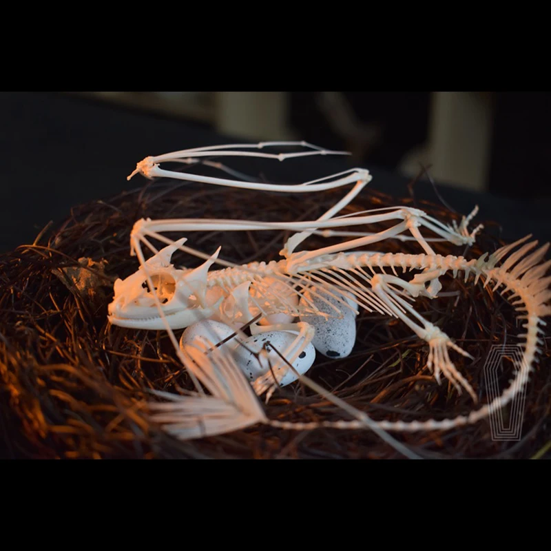 2125 Toothless Dragon Skeleton - đánh giá và giá Art And Craft Science